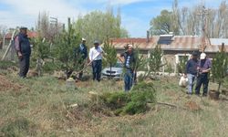 Ulaş'ta köy mezarlığı ağaçlandırıldı