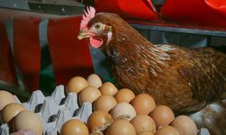 Yumurta ve tavuk eti üretiminde düşüş