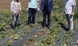 Beyşehir'deki çilek bahçelerinde hasat başladı