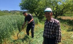 Bilecik'te çiftçinin yorgunluğunu gören jandarma tırpanla ot biçti