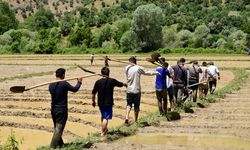 Bitlis'te çiftçilerin çeltik ekim mesaisi sürüyor