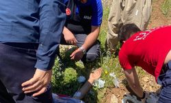 Hakkari'de hayvanlarını otlatırken ayının saldırdığı kişi yaralandı