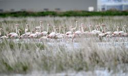 Hürmetçi'nin "zarif" misafirleri flamingolar sazlıkta kanat çırpmaya başladı