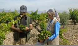 İslahiyeli üzüm üreticileri asma yaprağı ile ek gelir sağlıyor