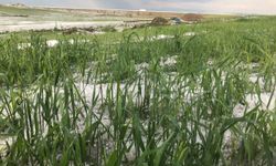 Kars'ta etkili olan dolu tarım arazilerine zarar verdi