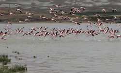 Kirmir Çayı kıyısında flamingolar görüntülendi