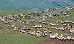 Muş'ta konaklayan göçerler, küçükbaş hayvanlardan süt sağımına başladı