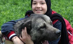Sivas'ta sahipsiz köpeklerin 17 yerinden ısırdığı Belinay estetik ameliyat olacağı günü bekliyor