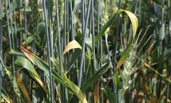 Akalın: Buğdayda yüzde 20'ye varan pas hastalığı var