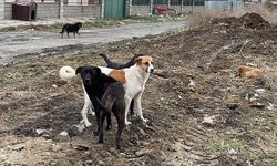 Trabzon Valiliği'nden sahipsiz hayvanlara şiddet açıklaması: '7 bin 216 lira para cezası uygulandı'