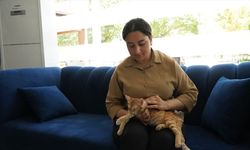 Adıyaman'da mahalleli anne ve yavru kedileri öldüren sahipsiz köpeklerden şikayetçi