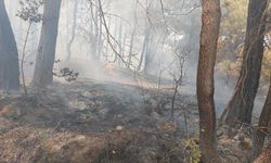 Denizli'nin Buldan ilçesinde orman yangını çıktı