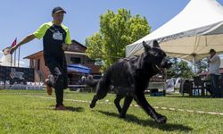 Eğitimlerini başarıyla tamamlayan "Alman çoban köpekleri" için yarışma düzenlendi