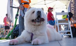 İzmir'de köpekli koşu ve bisikletli köpekli koşu düzenlendi