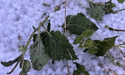 Kars’ta etkili olan dolu tarım arazilerine zarar verdi