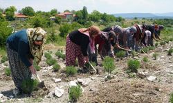 Kütahyalı kadınlar kurdukları kooperatifle güç birliği yaparak lavanta yetiştiriyor