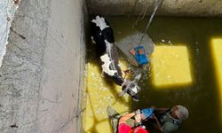 Mersin'de su deposuna düşen 2 inek kurtarıldı