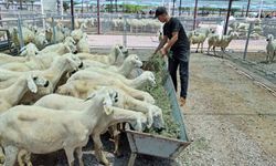 Talas Belediyesinin kurban satış ve kesim yeri vatandaşlara hizmet veriyor