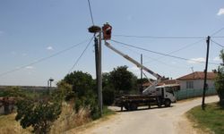 Tekirdağ'da leylek yuvalarının bakımları yapıldı