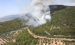 Muğla Milas'ta orman yangını çıktı