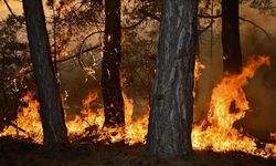 Akdeniz sahası orman yangını tedbirlerinde yetersiz