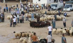 Hayvancılığın merkezlerinden Şanlıurfa'da kurban pazarlarında hareketlilik başladı