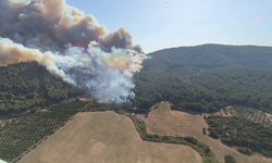 İzmir Selçuk'ta orman yangını: Yangına havadan ve karadan müdahale ediliyor