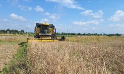 Bafra Ovası'nda 245 bin dekar alanda arpa ve buğday hasadına başlandı