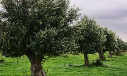 Zeytin üreticisi Kilis'ten zeytinyağında sahtecilik uyarısı