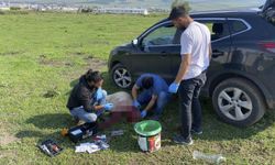 Ardahan'da kent merkezine inen boz ayıyı uzaklaştırmak için ekipler seferber oldu