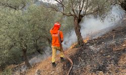 Aydın'da zeytinlik ve ormanlık alanda çıkan yangına müdahale ediliyor