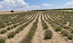 Deneme bahçelerinde yetiştirilen tıbbi aromatik bitkiler, orman köylülerine gelir getirecek