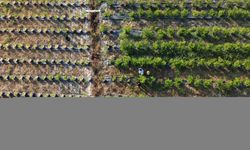 Düzce'de üniversiteli genç çiftçi, 20 dönüm arazide yaban mersini yetiştiriyor