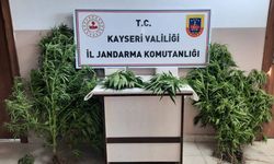 Kayseri'de evde ve bahçede kenevir yetiştiren 2 şüpheli yakalandı
