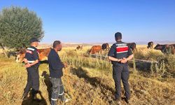 Kayseri'de merada kaybolan 10 büyükbaş hayvan dronla bulundu