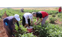 Kilis'e özgü "Zabaran patlıcanı"nın hasadına başlandı