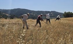 Manisa'daki engebeli arazilerde arpa ve buğday hasadı imeceyle yapılıyor