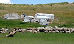 Muş'ta göçerlerin yayla mesaisi sürüyor