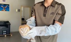 Seydişehir'de yaralı bulanan baykuş tedavi edilecek