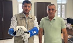 Şırnak'ta yaralı bulunan küçük ak balıkçıl tedavi altına alındı