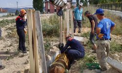 Sivas'ta menfeze düşen inek AFAD tarafından kurtarıldı