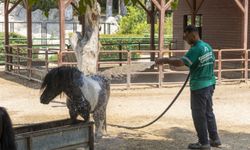 Tarsus Doğa Parkı'nda hayvanlar buz kokteyli ve yağmurlama sistemiyle ferahlıyor