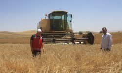 Yozgat'ta yerli tohumdan deneme ekimi yapılan 14 çeşit arpanın hasadı yapıldı