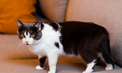 Evde Kedi Bakımı: Dikkat Edilmesi Gerekenler