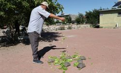 Acıgöllü "kaplumbağa terbiyecisi" cami bahçesindeki 30 kaplumbağayı besliyor