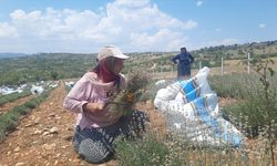 Gurbetçi kadın, terapi sayesinde tanıştığı lavantanın üreticisi oldu