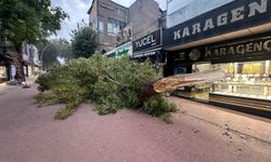 Kahramanmaraş'ta şiddetli rüzgar nedeniyle ağacın devrilmesi güvenlik kamerasında