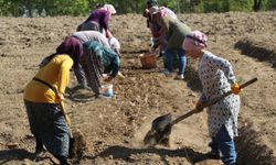 Karabük'te safran toprakla buluştu