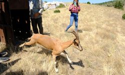 Kazankaya Kanyonu'na 5 dağ keçisi bırakıldı