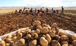 Bismil patates olayı nedir? 400 ton patates soruşturmasında dikkat çeken gelişmeler
